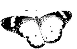 Mr. Butterfly